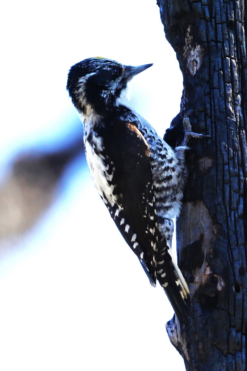 American Three-toed Woodpecker - Charles Ford