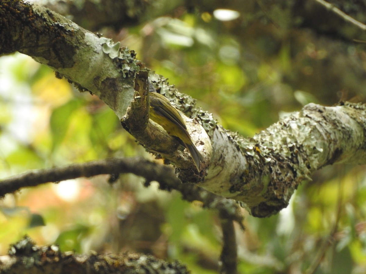 Gray-headed Canary-Flycatcher - ML454780251