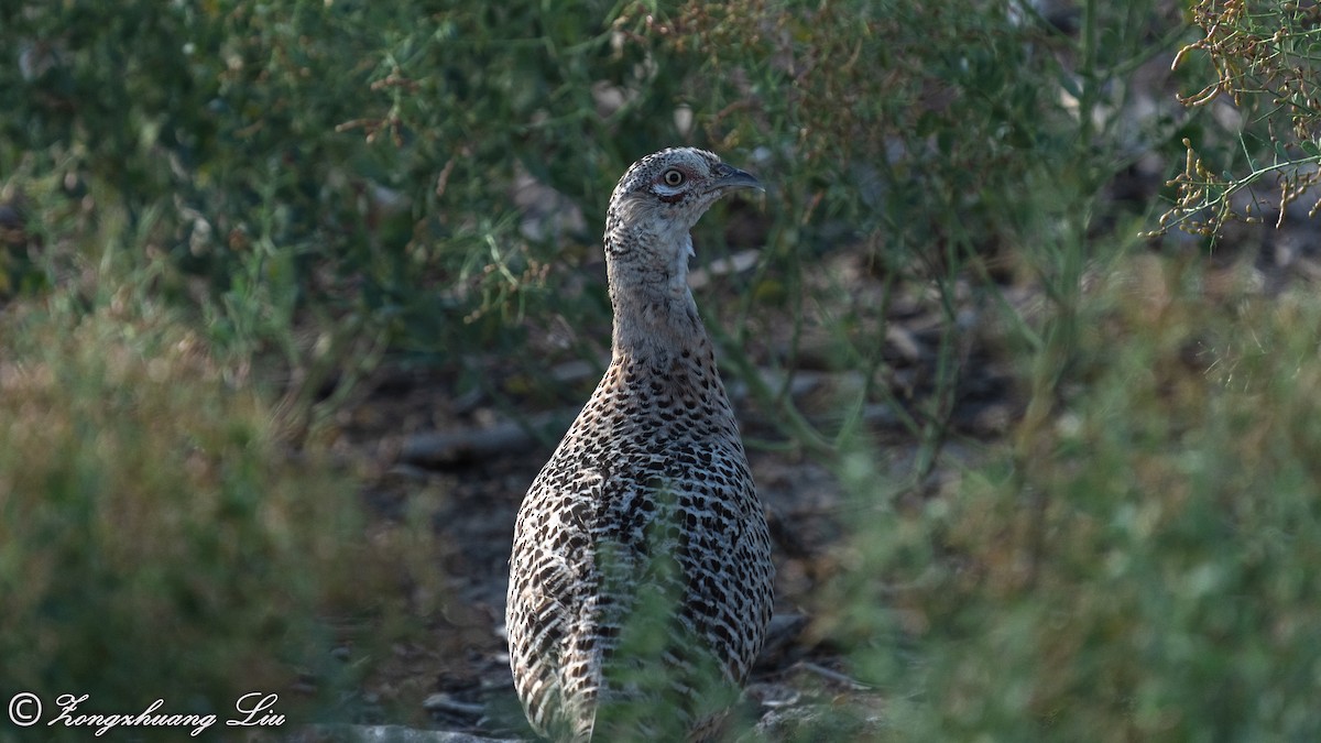 Ring-necked Pheasant - Zongzhuang Liu