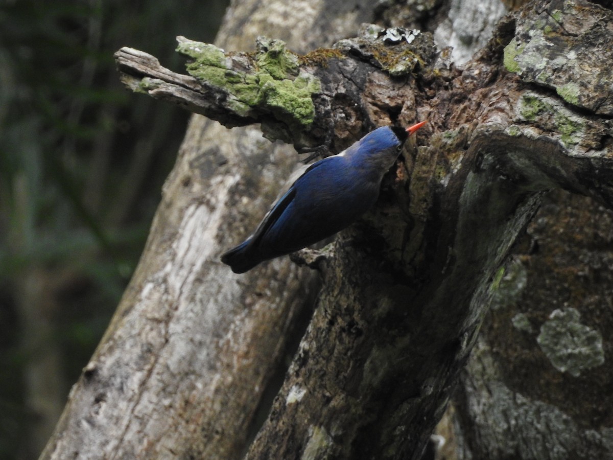 Velvet-fronted Nuthatch - ML454780381