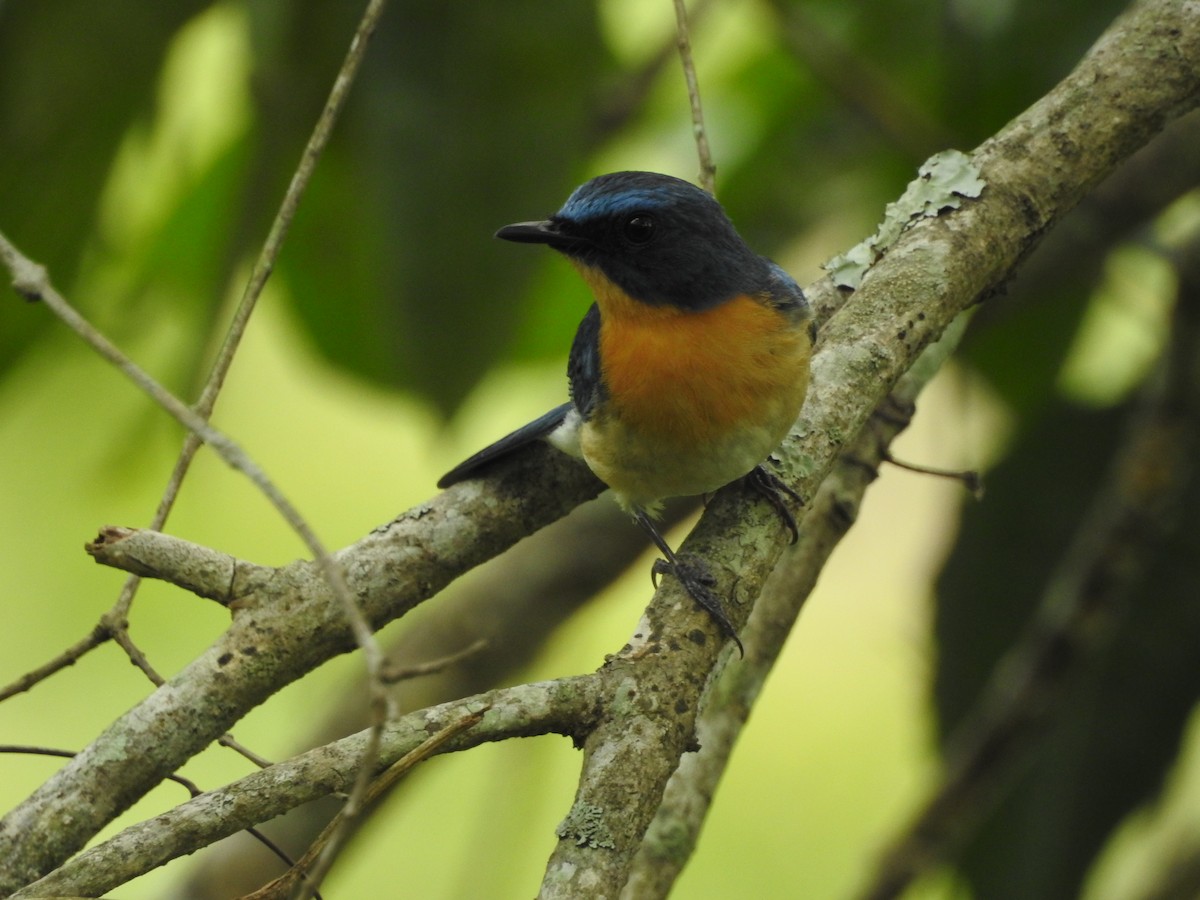 Tickell's Blue Flycatcher - ML454780601