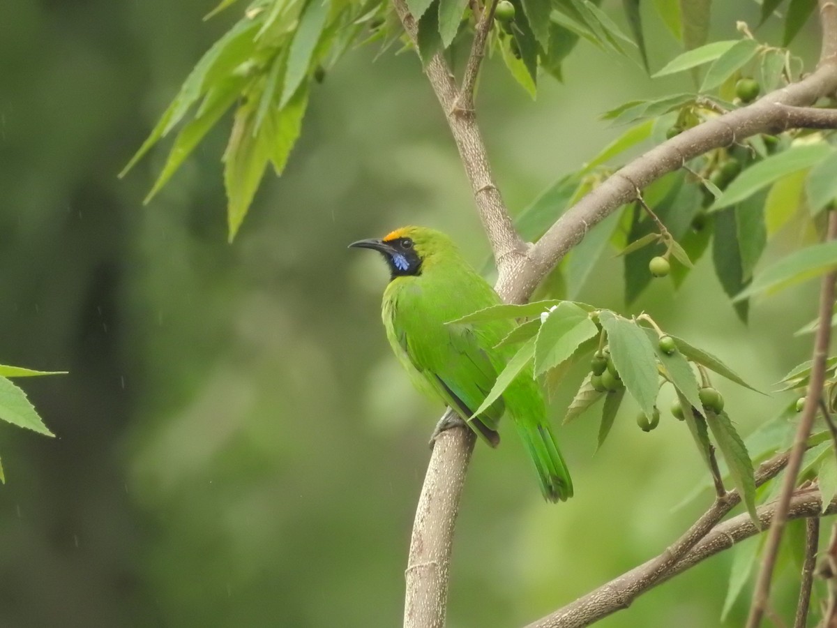 gyllenpannebladfugl - ML454780921