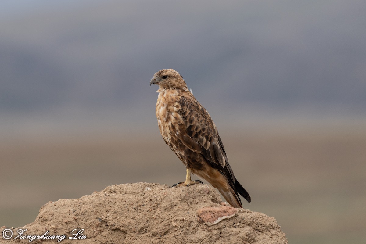 Long-legged Buzzard - ML454781041