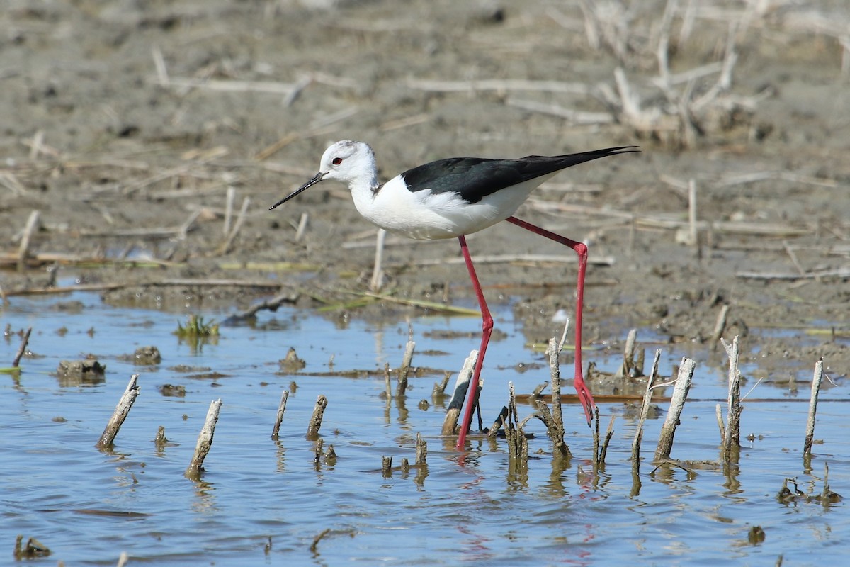 Black-winged Stilt - David Damgaard Dysager