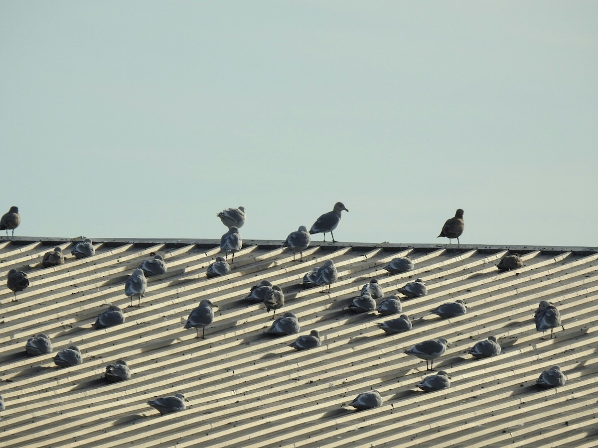 gull sp. - ML45478181