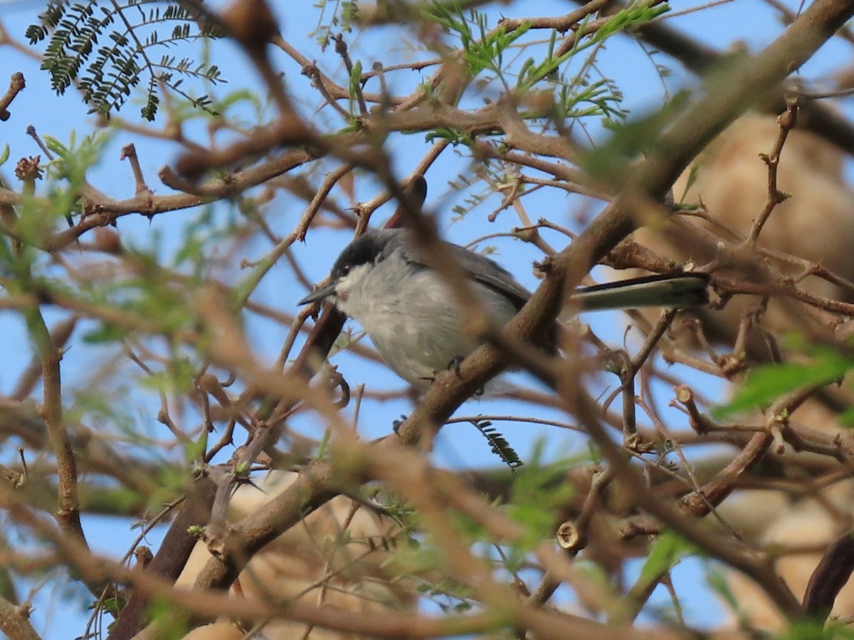 Tropical Gnatcatcher (plumbiceps/anteocularis) - ML454782031