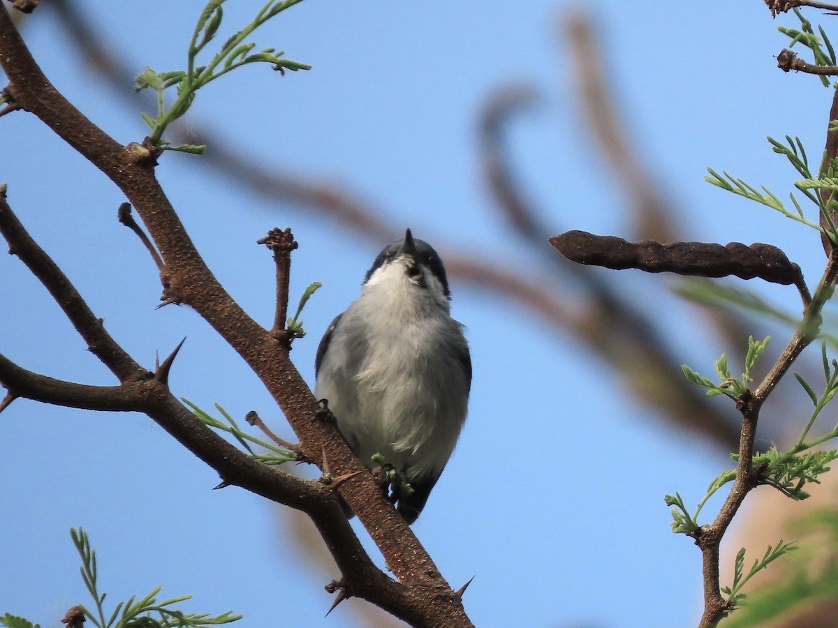 Tropical Gnatcatcher (plumbiceps/anteocularis) - ML454782051