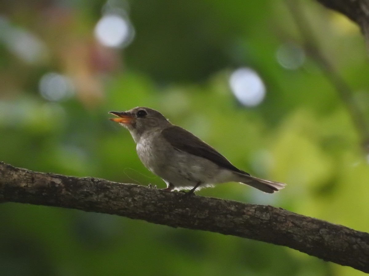 Asian Brown Flycatcher - ML454782111