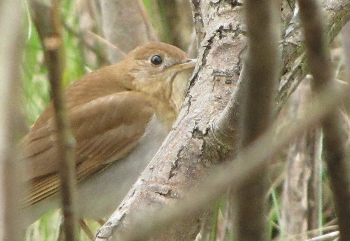 Veery - ML454782281
