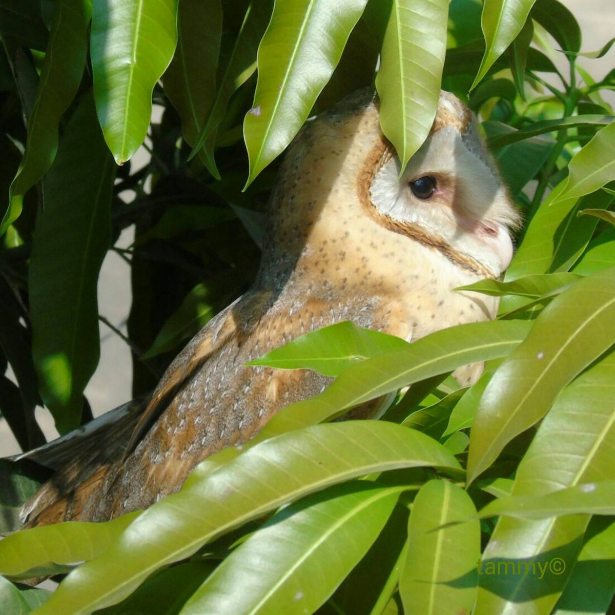 Barn Owl - Praveen Tangirala