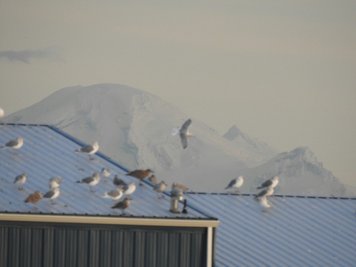 gull sp. - ML45478301