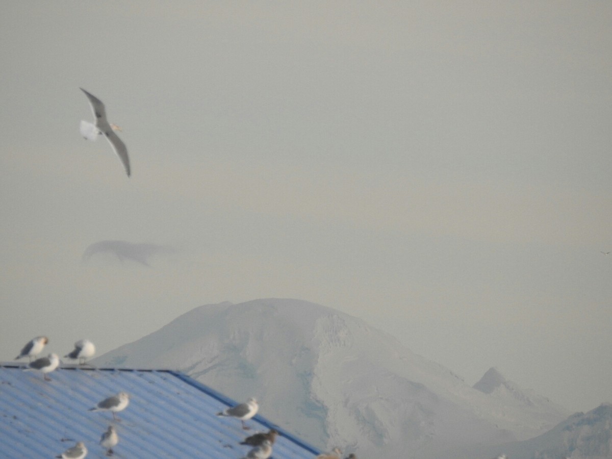 gull sp. - ML45478311