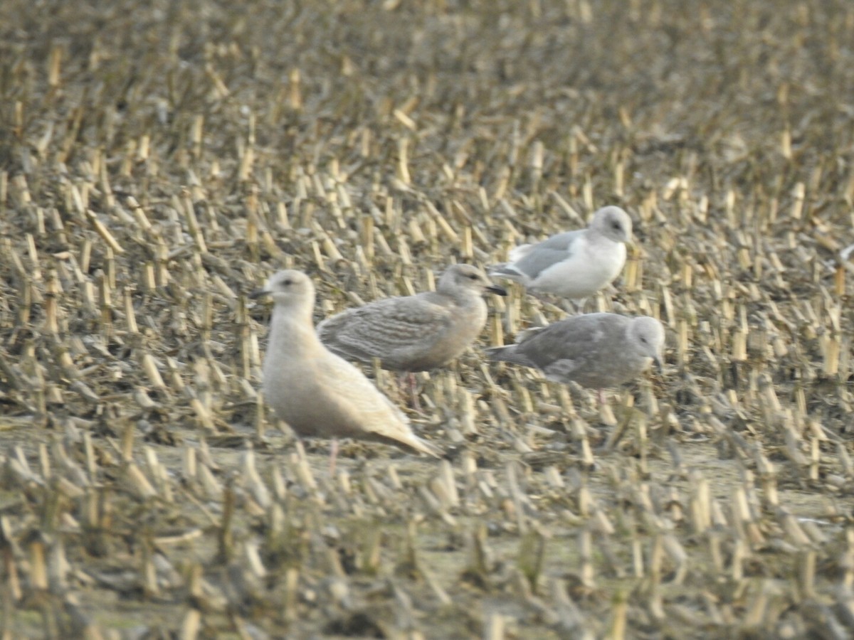 gull sp. - Anonymous