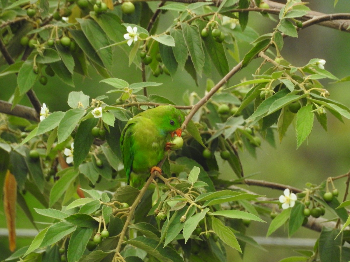 Vernal Hanging-Parrot - ML454783521