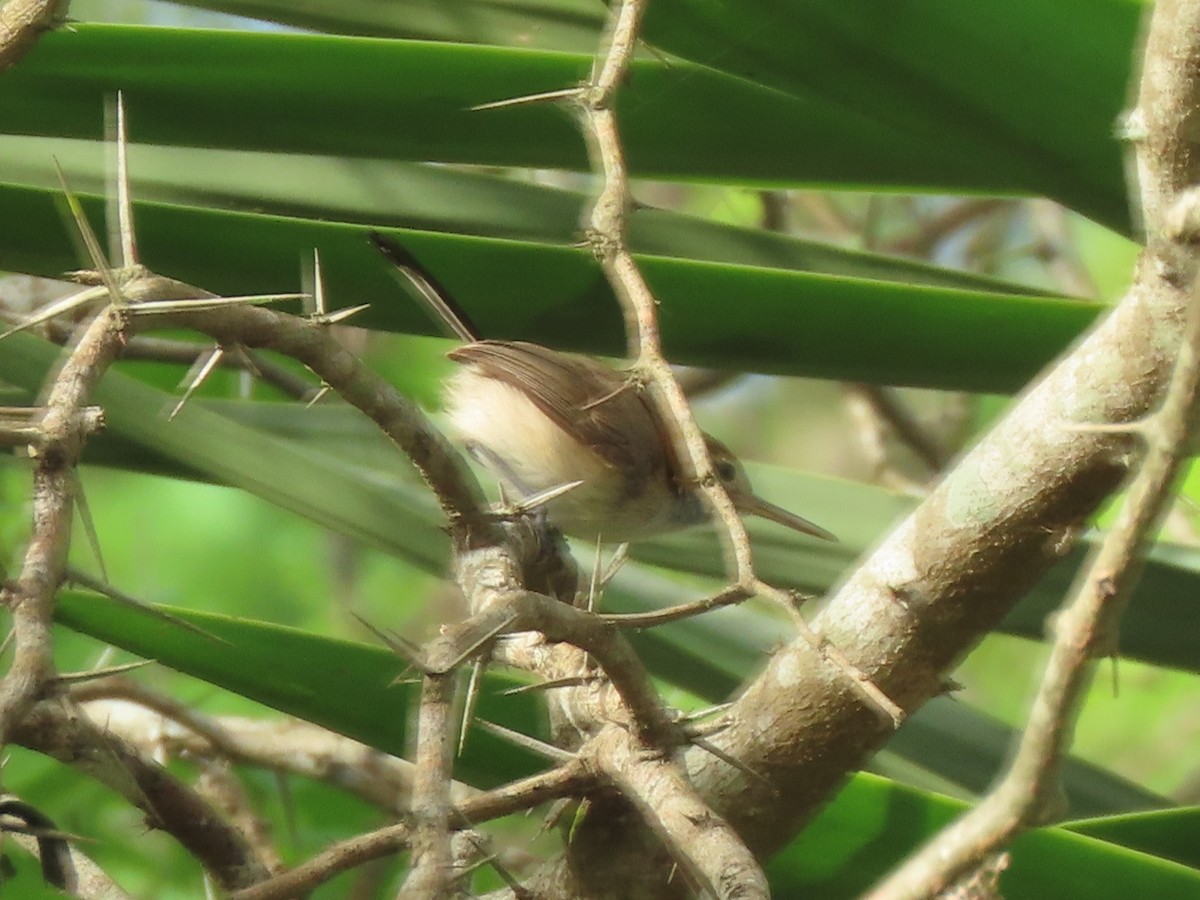 Long-billed Gnatwren (Trilling) - ML454783591