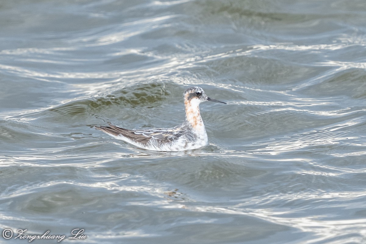 Red-necked Phalarope - ML454783891