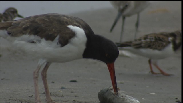 American Oystercatcher - ML454784