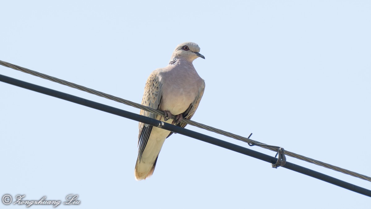 European Turtle-Dove - Zongzhuang Liu