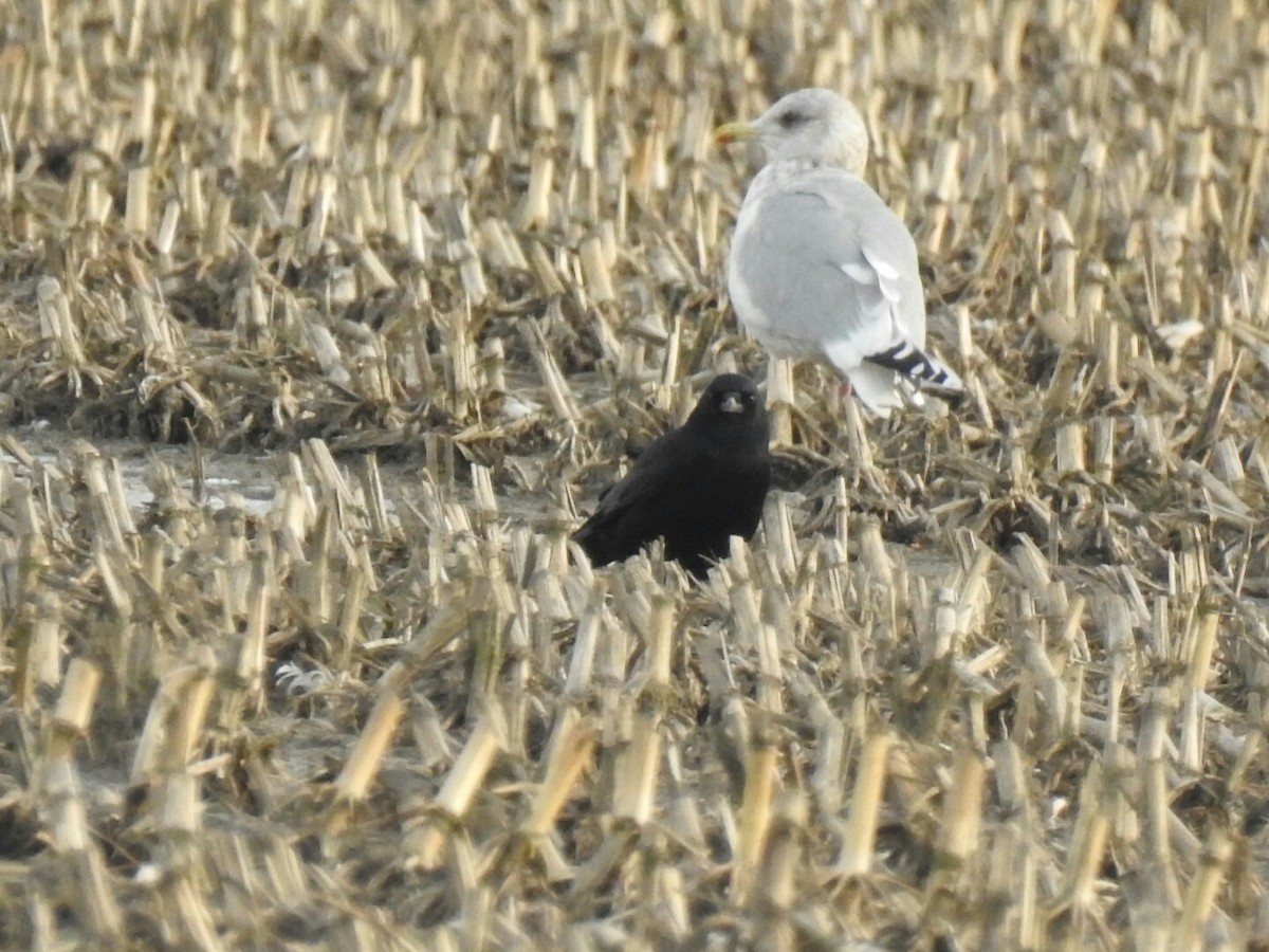 American Crow - ML45478471