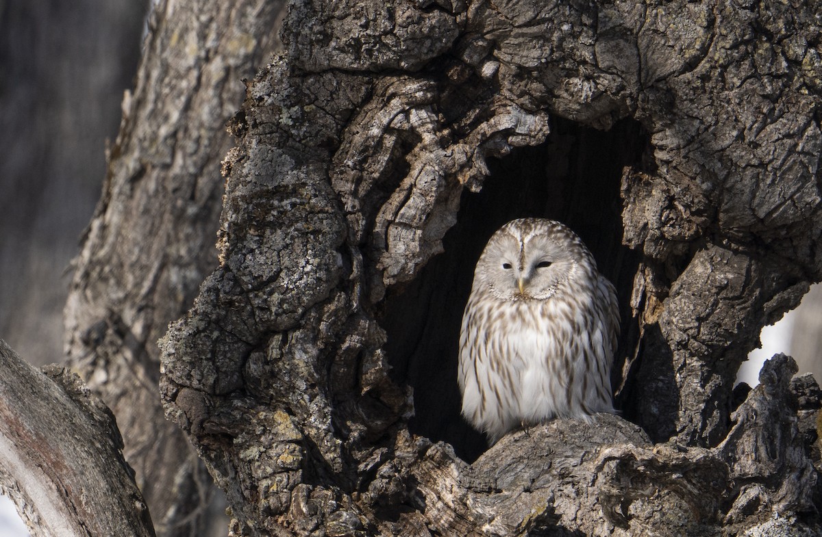 Ural Owl - ML454784741