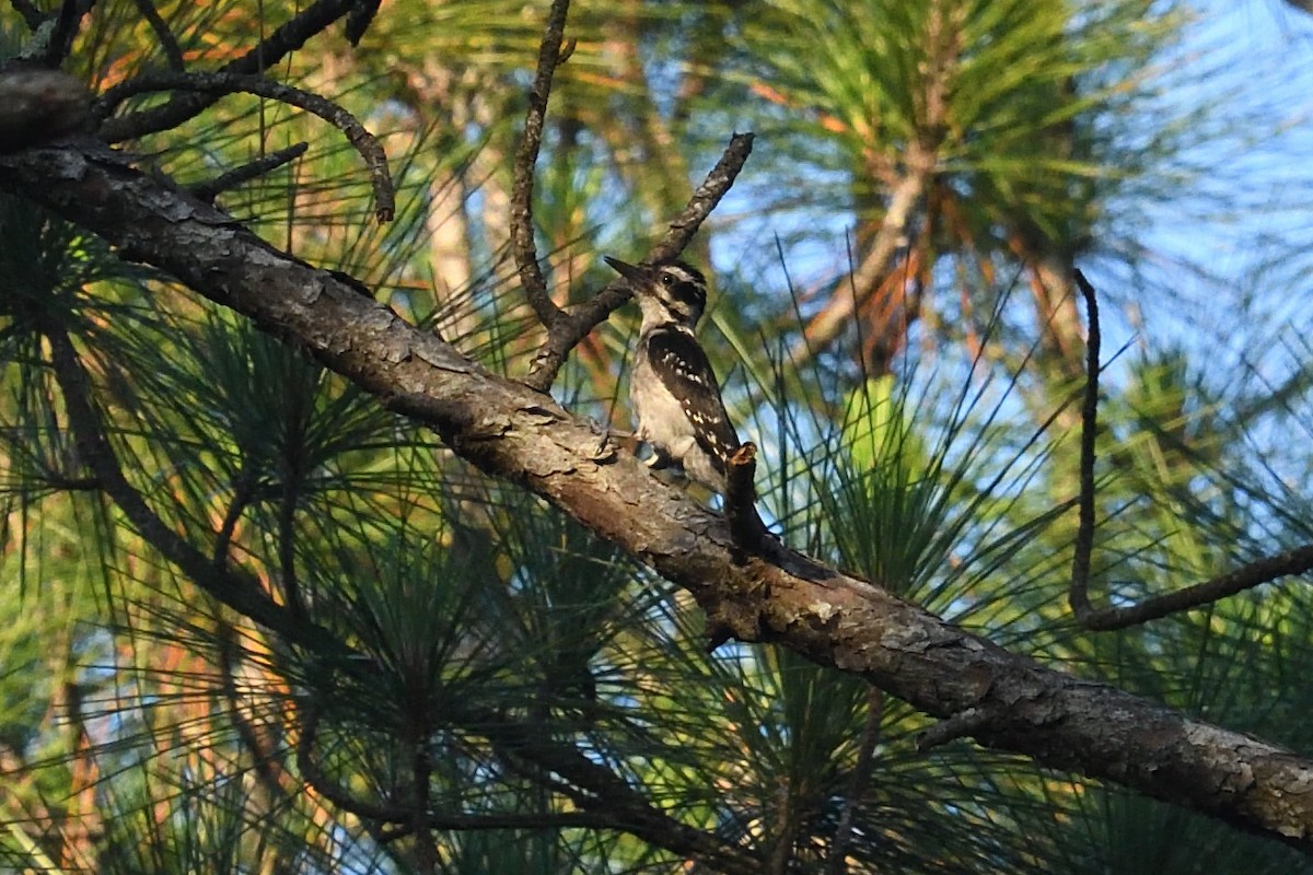 Hairy Woodpecker - ML454785201