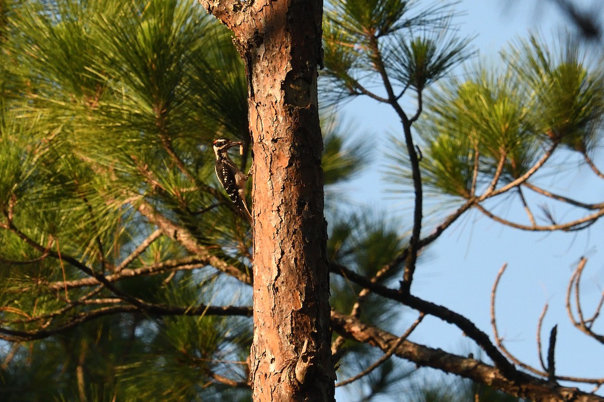 Hairy Woodpecker - ML454785461