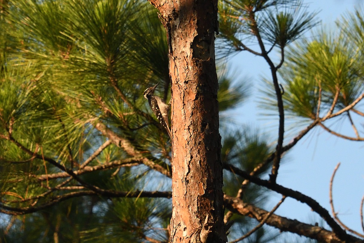 Hairy Woodpecker - ML454785641