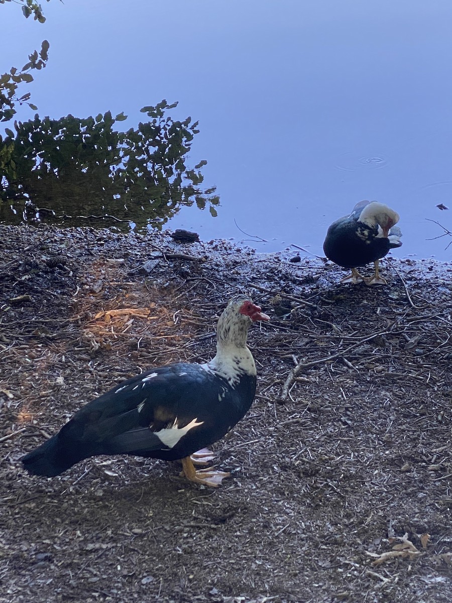 Muscovy Duck (Domestic type) - ML454785661