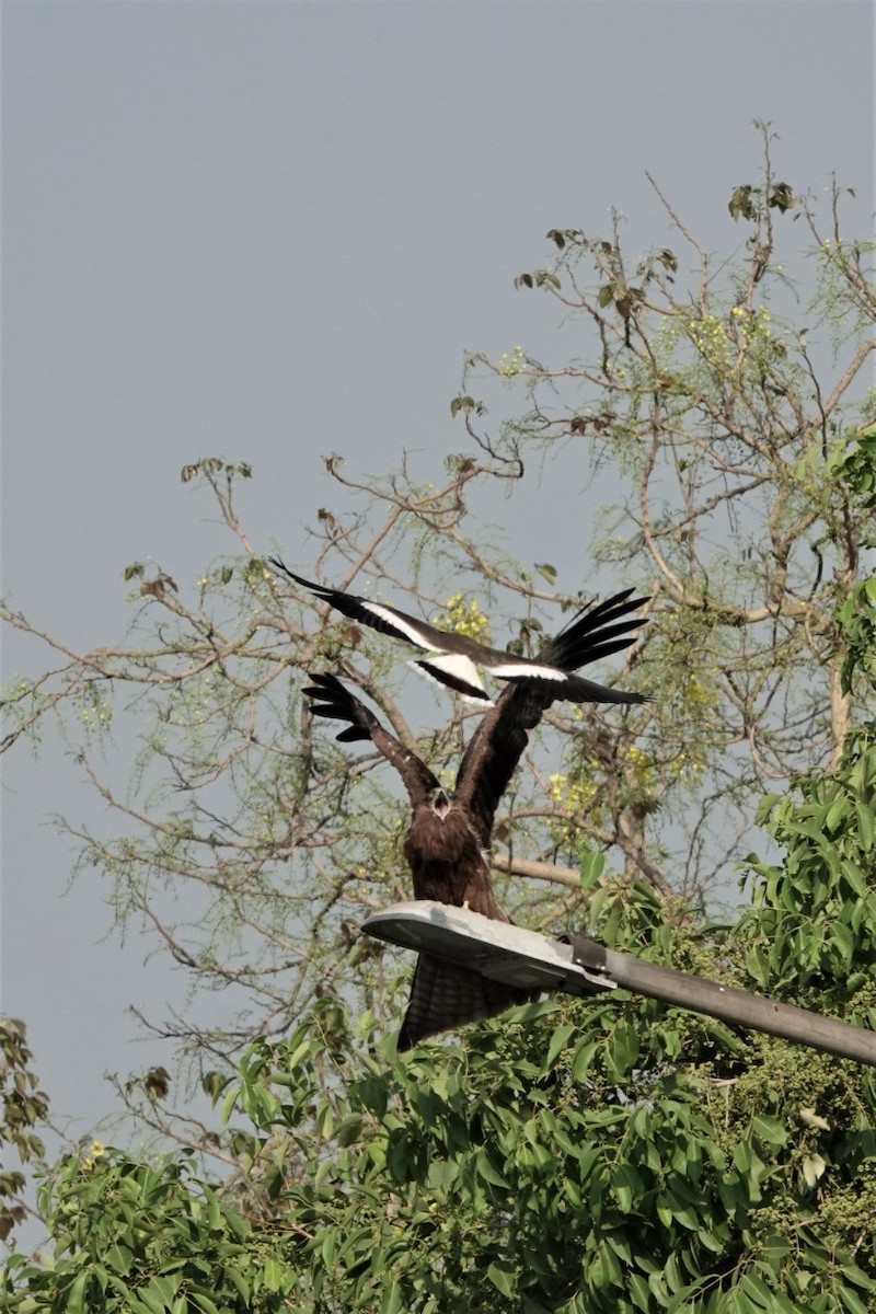 Red-wattled Lapwing - ML454785691