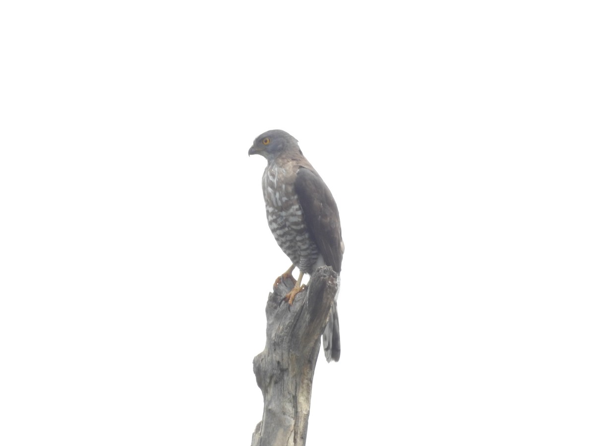 Crested Goshawk - ML454786871