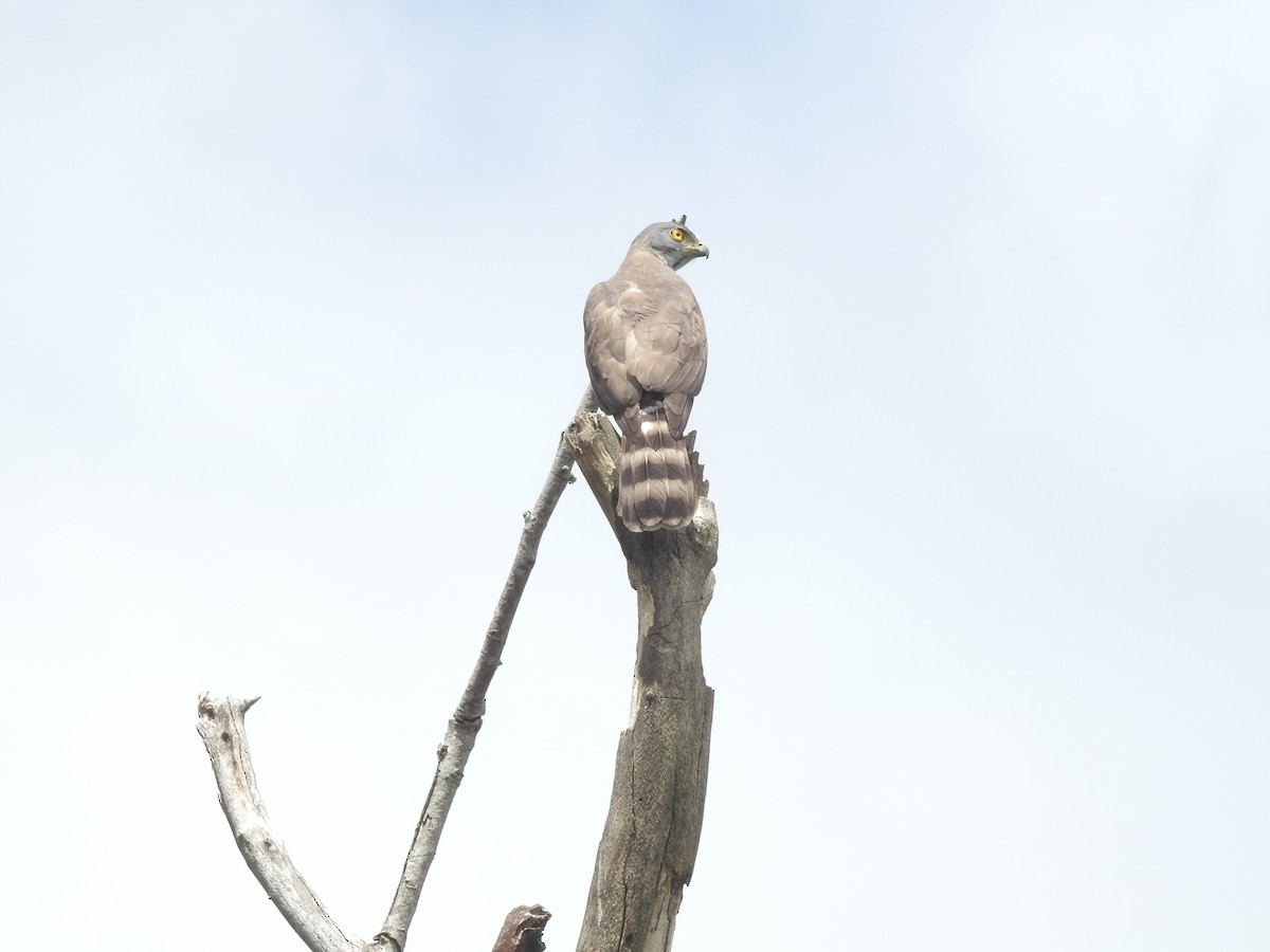 krahulák chocholatý - ML454786901