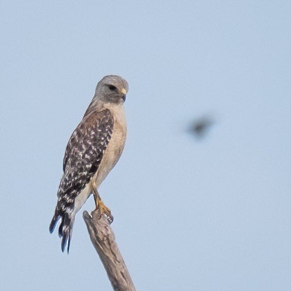 Red-shouldered Hawk - ML454787281