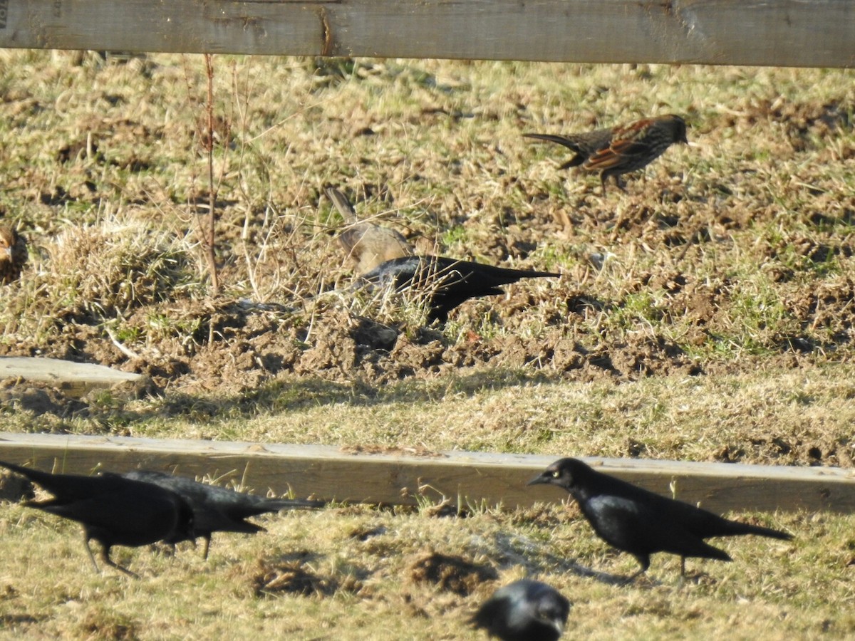 Brewer's Blackbird - ML45478741