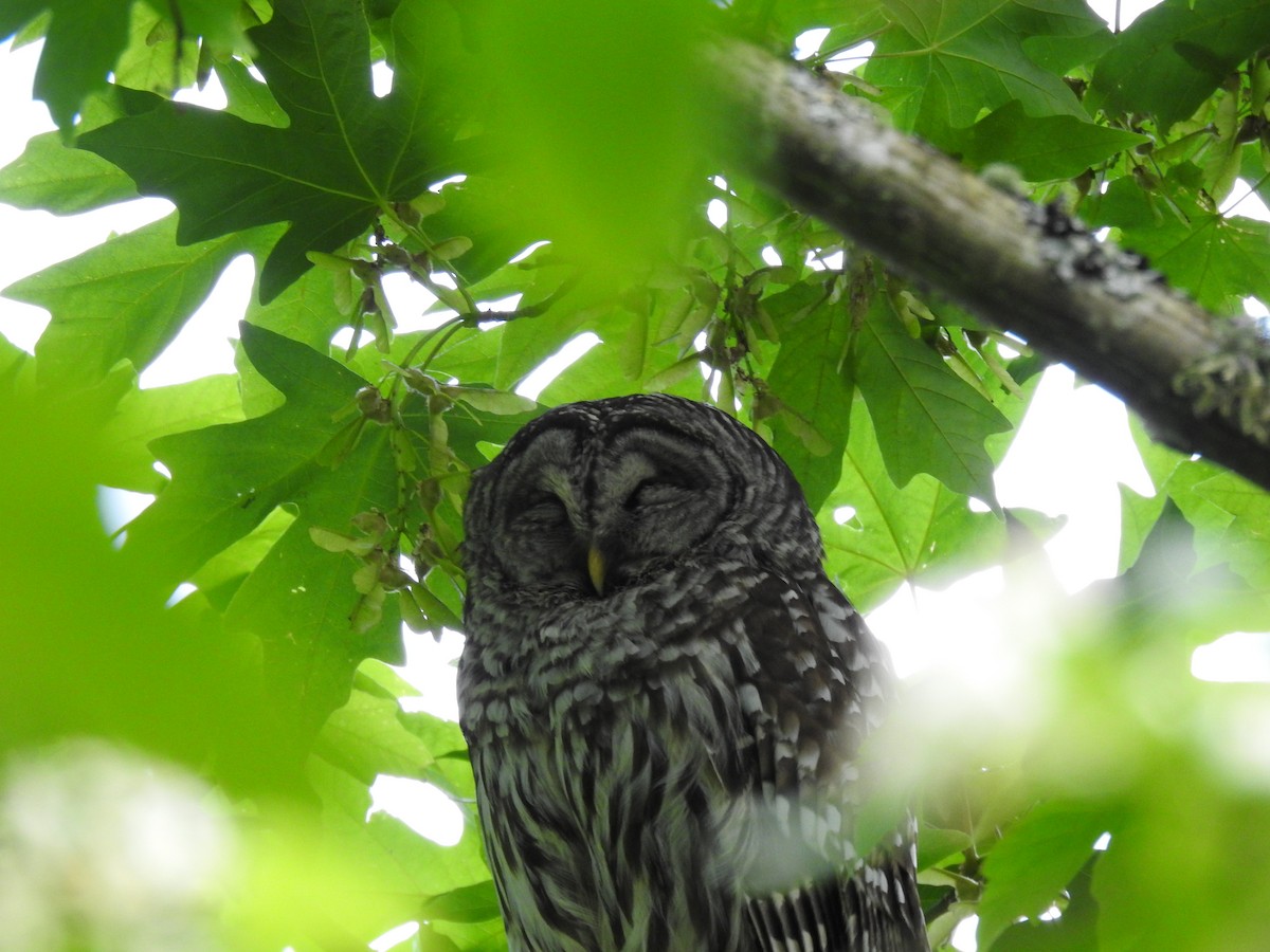 Barred Owl - ML454787601