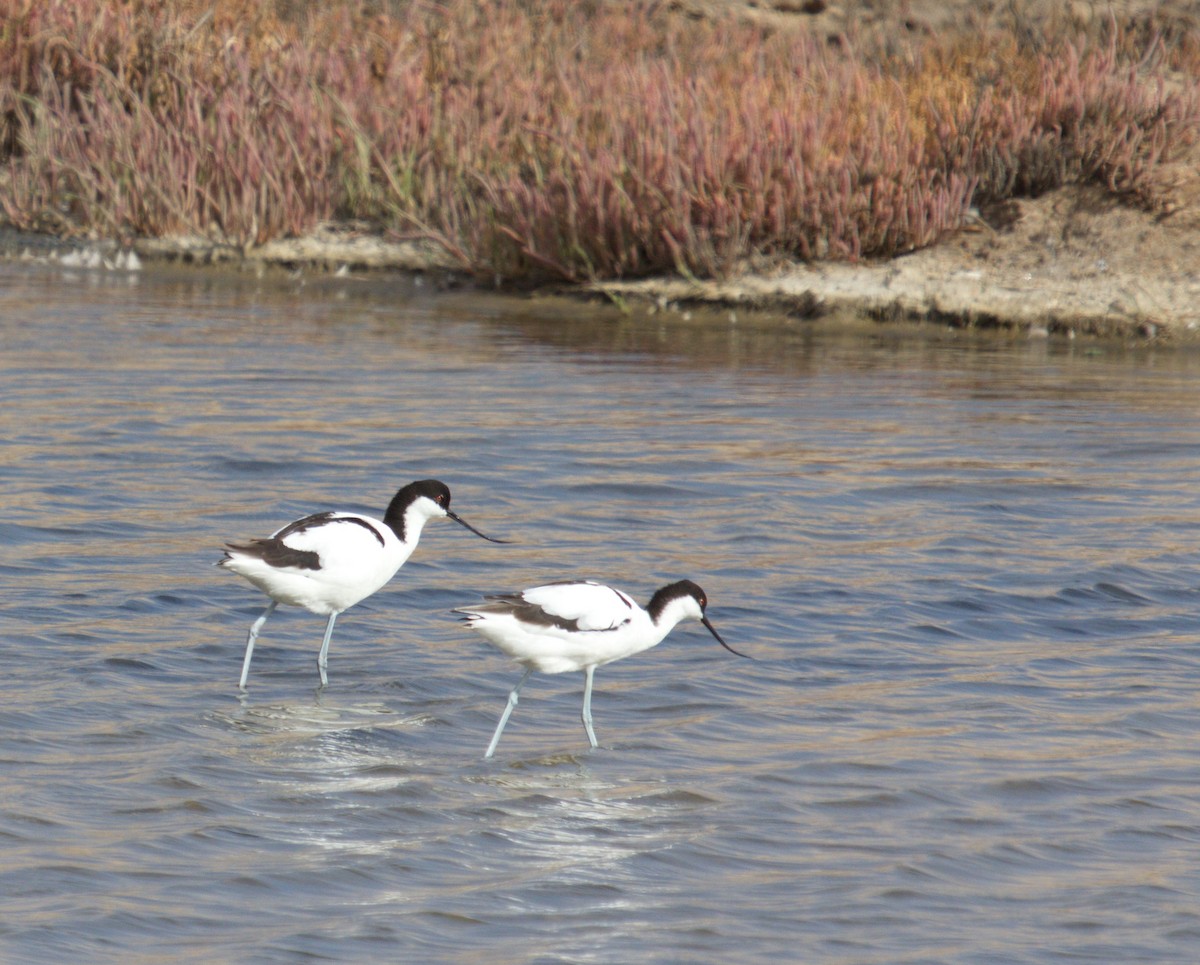 Avoceta Común - ML45479041