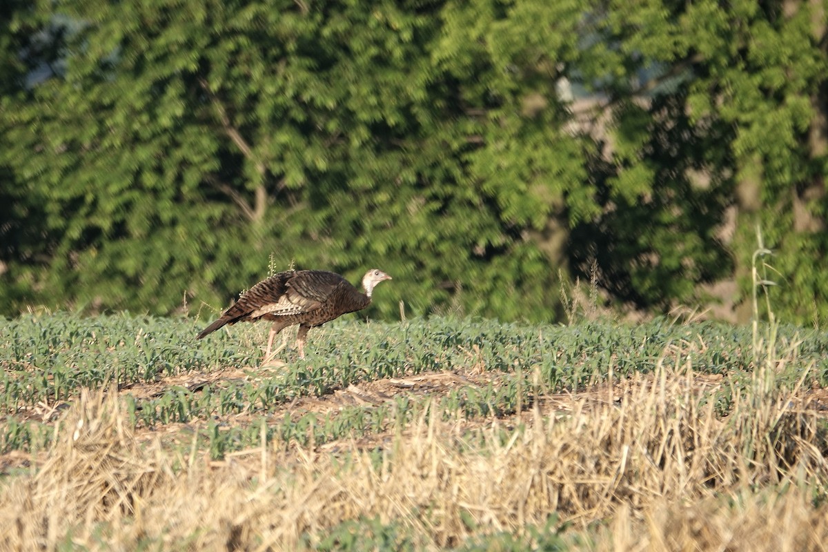 Wild Turkey - Tom Amico