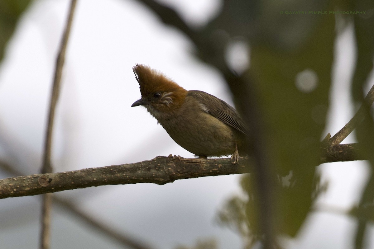 Yuhina à nuque blanche - ML454791901