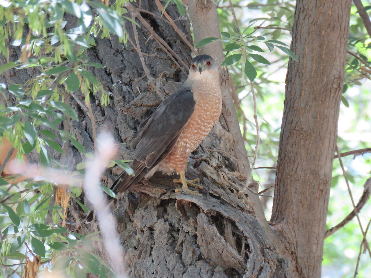 Cooper's Hawk - ML454792081