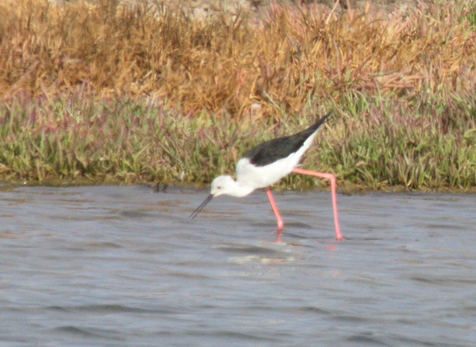 Black-winged Stilt - ML45479251