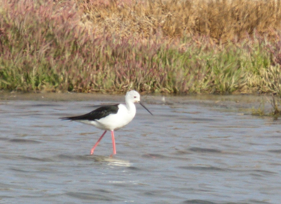 Échasse blanche - ML45479261