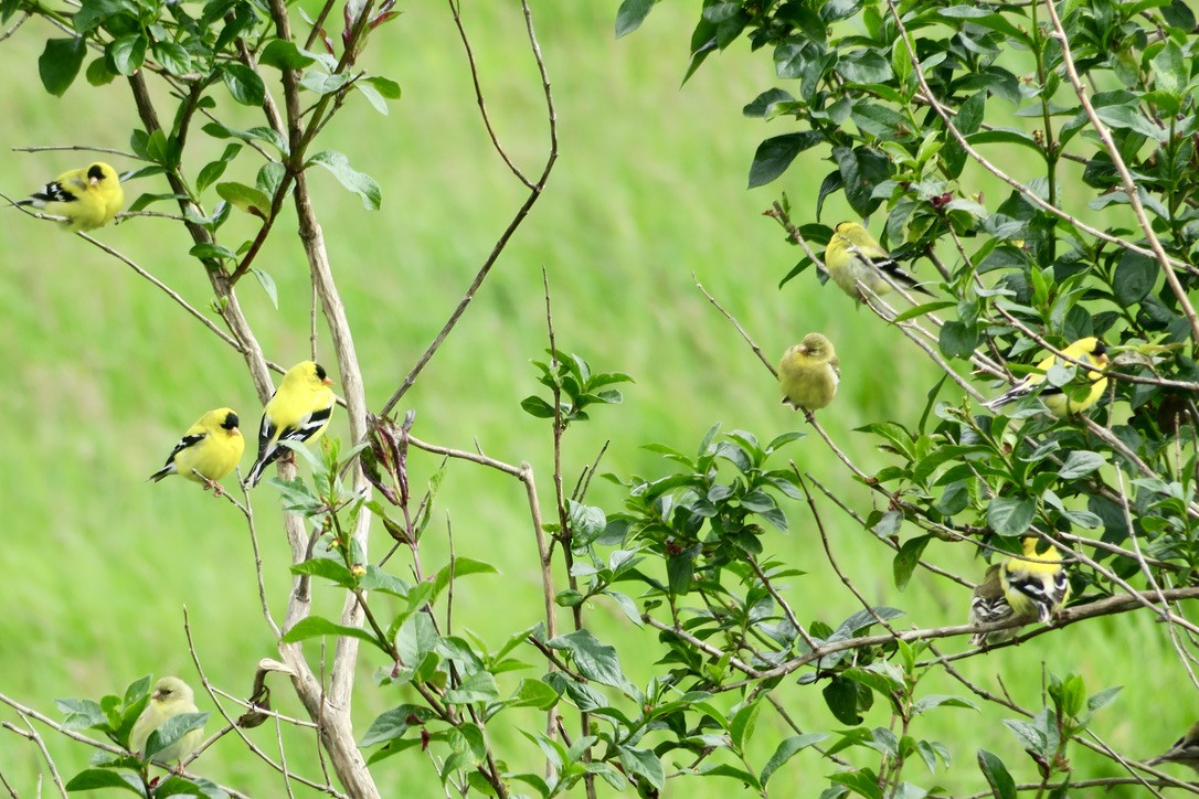 American Goldfinch - ML454794681