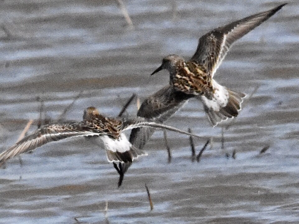 White-rumped Sandpiper - ML454795491