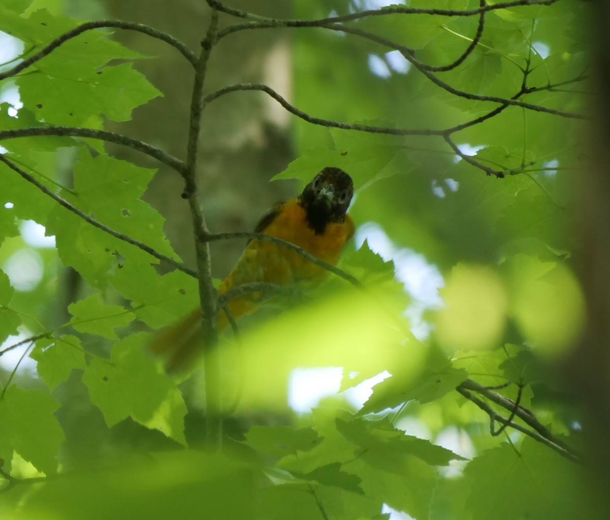 Sperlingsvogel, unbestimmt - ML454795881