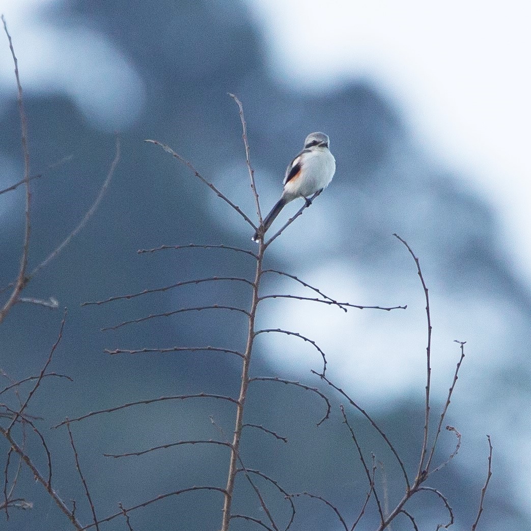 Mackinnon's Shrike - ML454796341