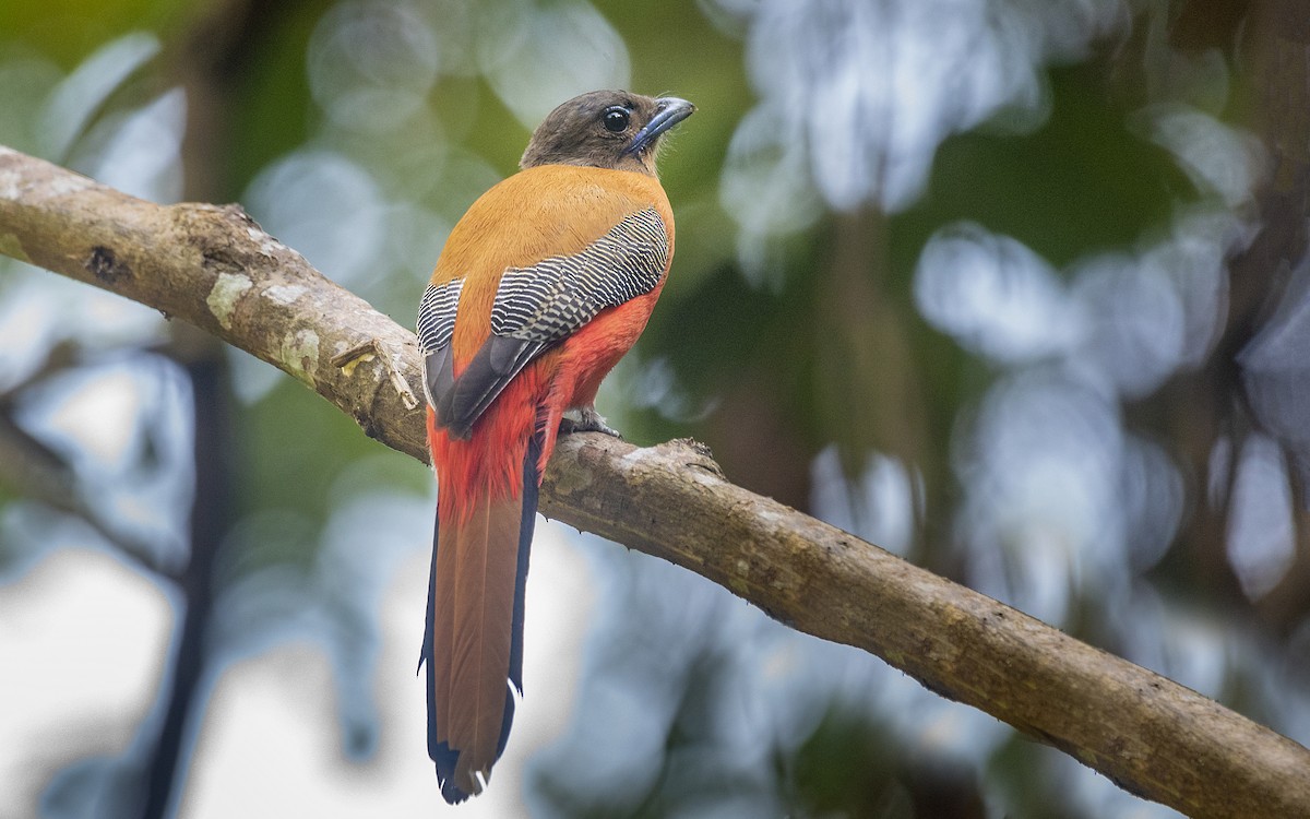 Scarlet-rumped Trogon - ML454796681