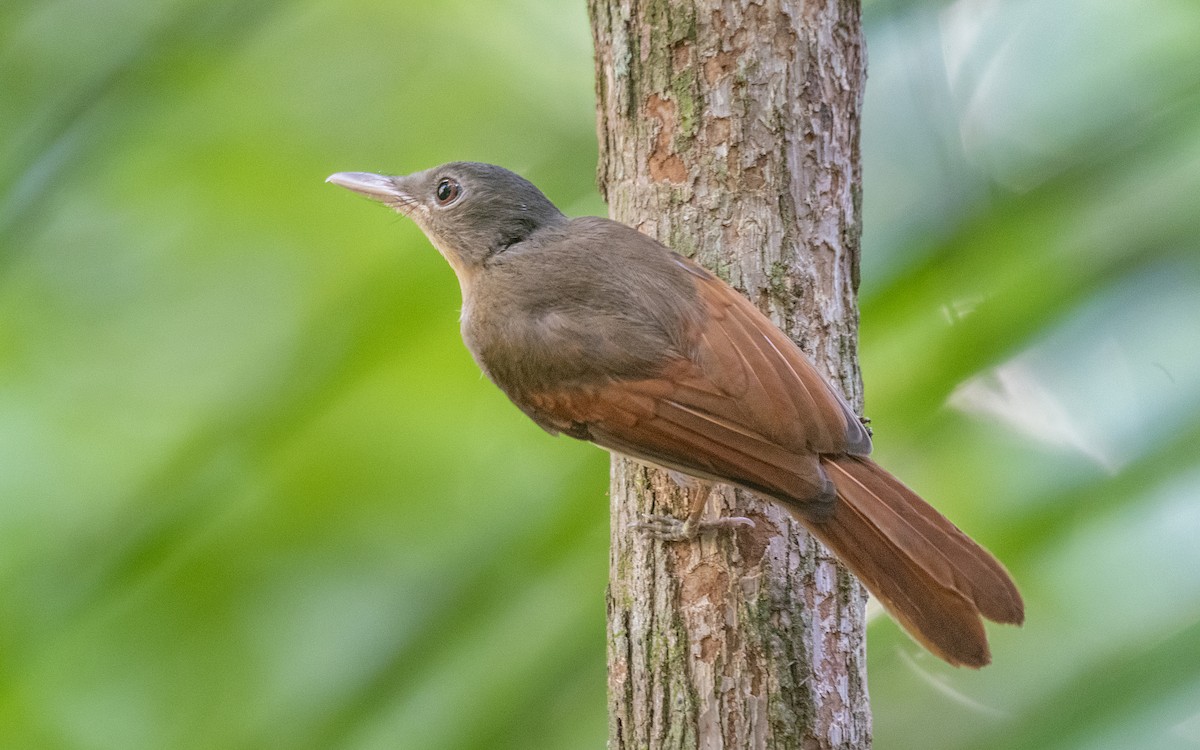 Rufous-winged Philentoma - John Clough