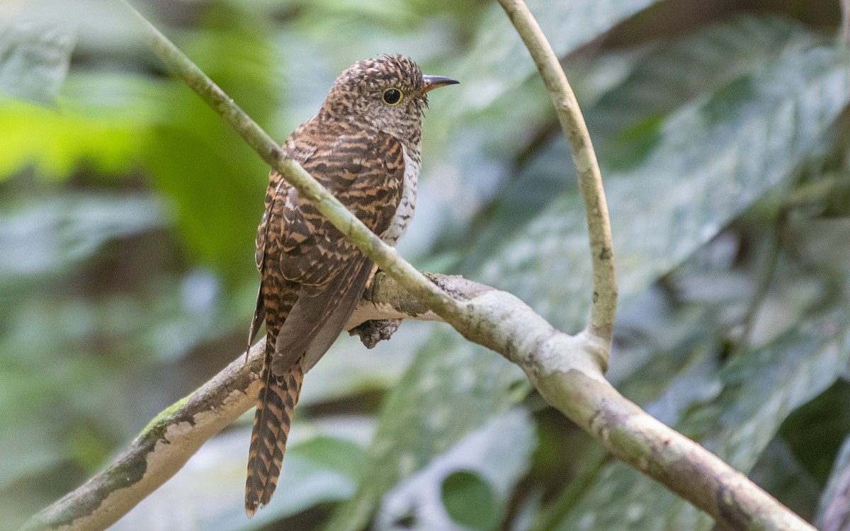 Brush Cuckoo - ML454797221