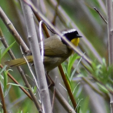 Paruline masquée - ML454800121