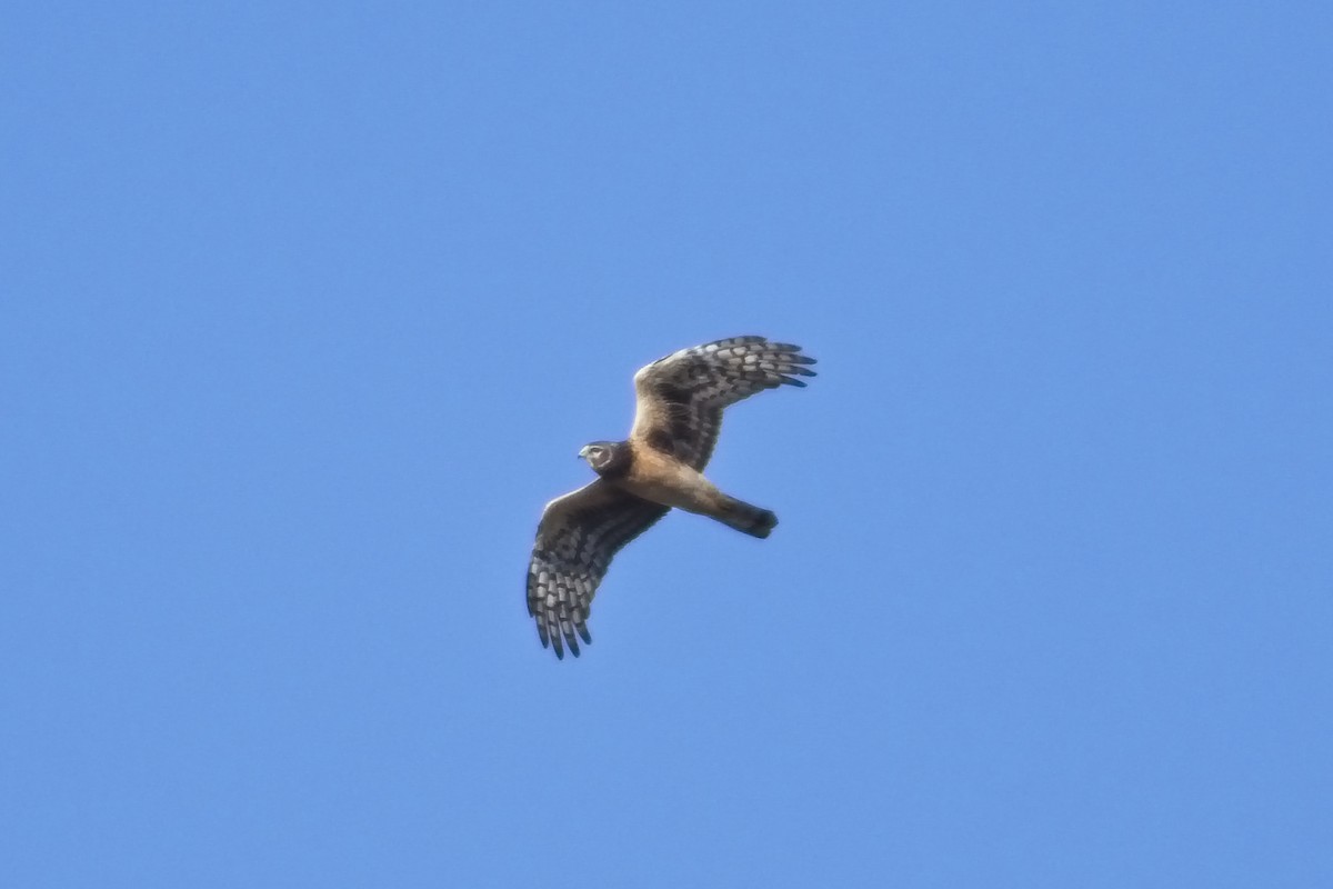 Northern Harrier - ML454800211