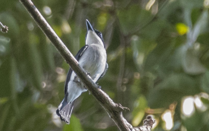 Black-winged Flycatcher-shrike - ML454801931